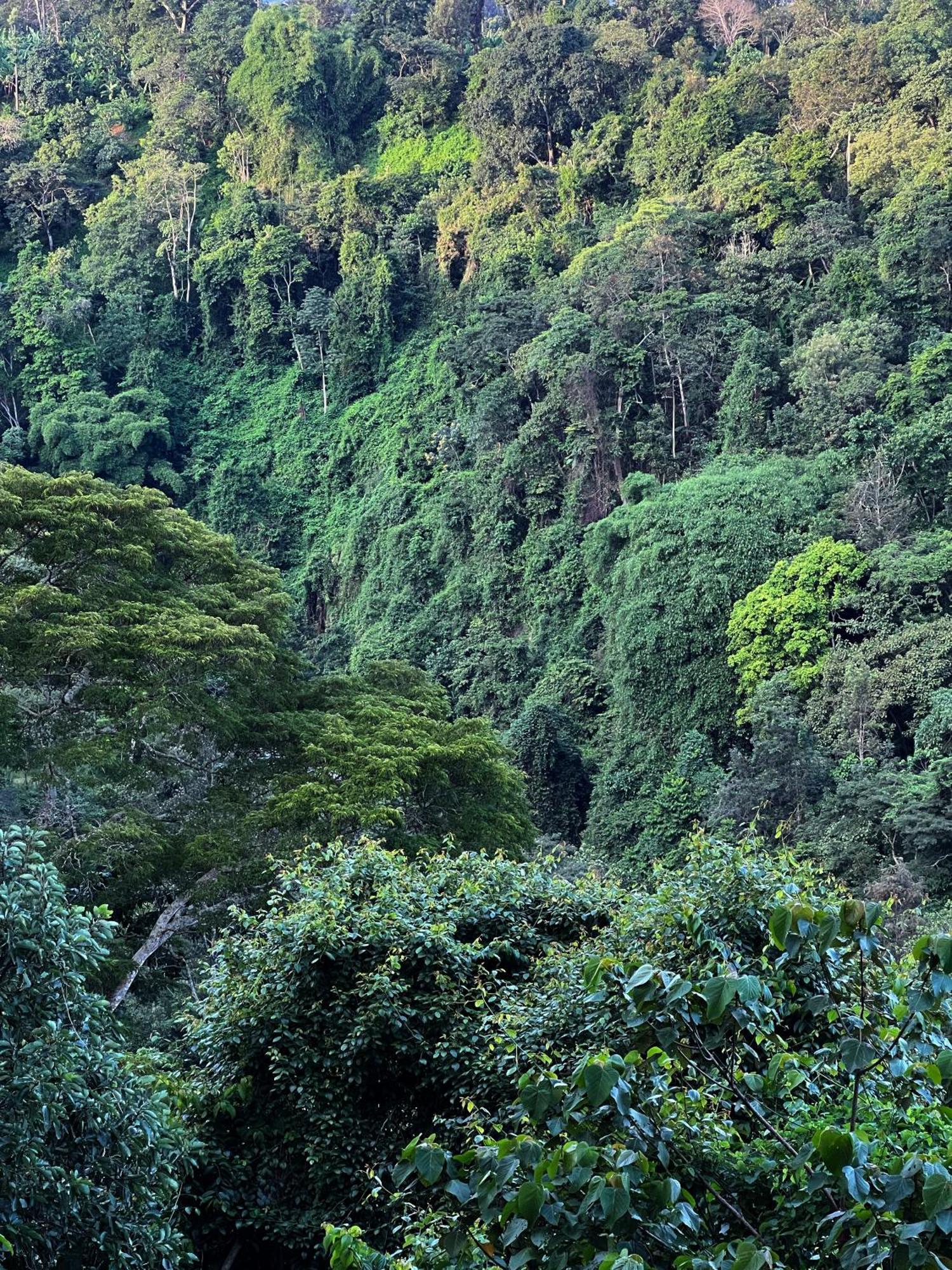 Kaliwa Lodge Μόσι Εξωτερικό φωτογραφία